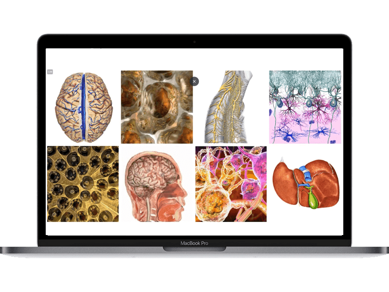 organes 3d bilan bioénergétique